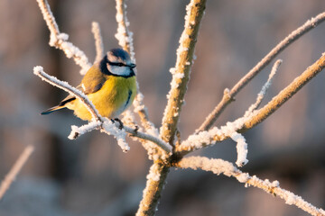 Fototapeta premium Blaumeise im Winter