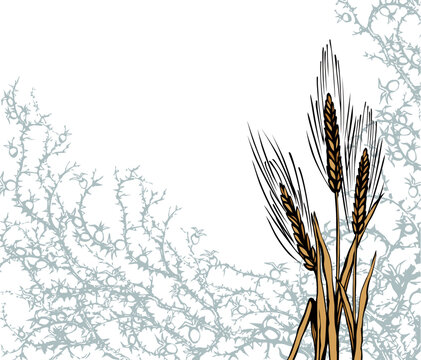 A Bible parable. The grain fell into the thorns. Vector drawing
