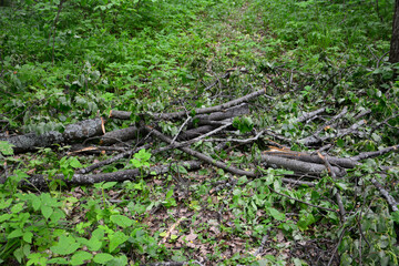 heap of firewood isolated on the green grass in the forest, close-up