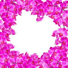 Obraz na płótnie Canvas purple orchid branch