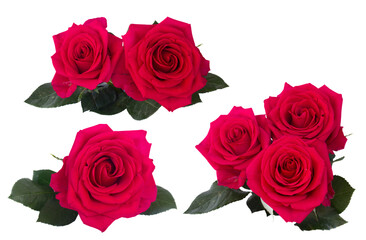 set  dark pink roses - obrazy, fototapety, plakaty
