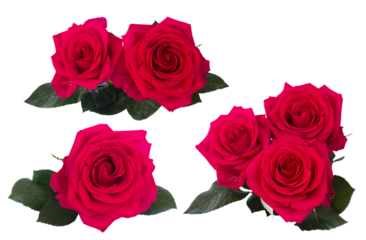 set  dark pink roses