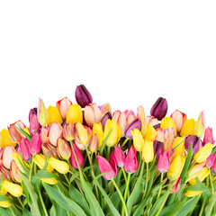 Bunch of fresh tulips flowers  close up
