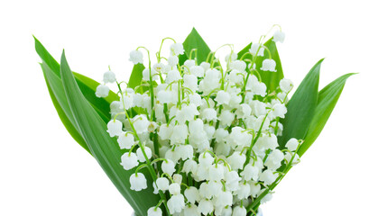 lilly of the valley, mayflower, png with transparency