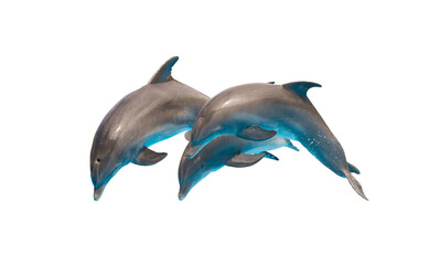 Three dolphins jumping - obrazy, fototapety, plakaty