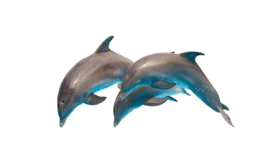 Raamstickers Three dolphins jumping © neirfy