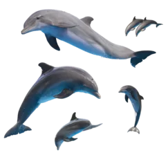 Poster Im Rahmen Set of dophins isolated on white, png file  © neirfy