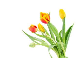 Fresh tulips flowers, isolated 