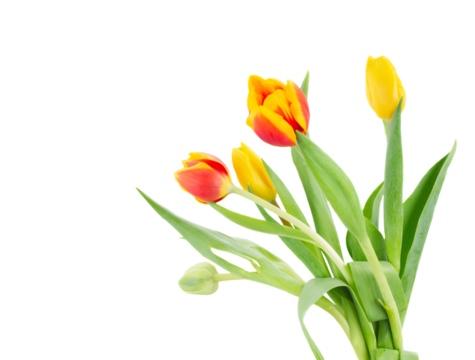 Fresh tulips flowers, isolated - Powered by Adobe