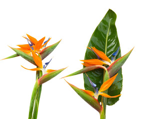 Strelitzia