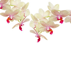 Orchid flowers isolated on white background, png with transparency