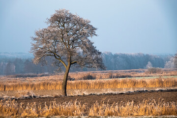 Zimowe samotne drzewo - obrazy, fototapety, plakaty