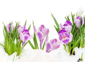 Crocuses under snow 