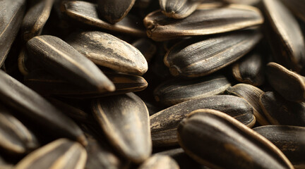sunflower seeds on the white background, Macro short Black sunflower seeds. selective focus seeds For texture or background