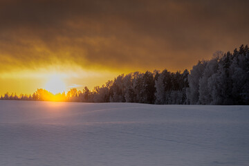 sunrise in the forest