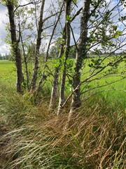 Bäume in der Reihe am Federsee