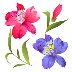 Fototapeta na wymiar Set of beautiful pink and purple alstroemerias with watercolor effect isolated on white background