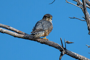 merlin