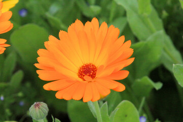 orange dahlia flower