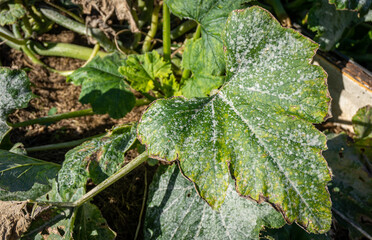 Marrow squash leaf strongly affected by a powdery mildew fungal disease close-up.