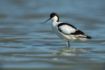 Pied avocet looking for food in a lagoon near the mediterranean sea coast