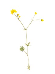 yellow watercolor wild flower illustration