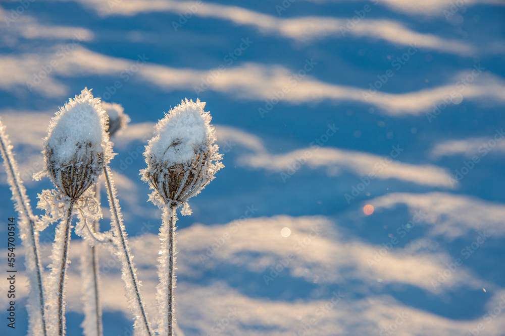 Wall mural winter snowy background with frozen plant