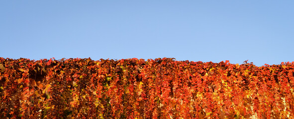 Ciel bleu sur Vigne vierge en automne, Blue sky over Virginia creeper in autumn  (Gaillères,...