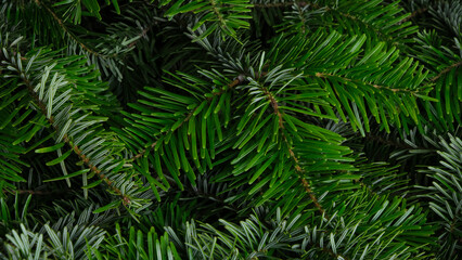 Green background from fir branches. Texture of coniferous branches close up. Selective focus.