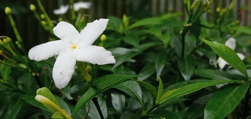 Plants in the front yard of the house are quite beautiful to be placed as ornamental plants