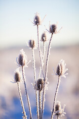 Frost-covered thistle in a winter field on a sunny day