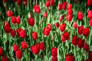 Close up of red tulips in the garden