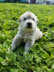 Puppies in the grass