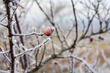 Frosted red rose hips in the garden. Winter landscape.