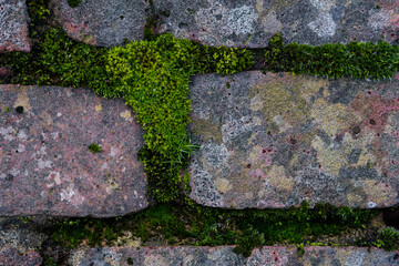 Detail of cobblestones with lichen between them.