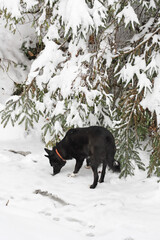 The dog is sniffing snow under a fir tree during a winter walk.