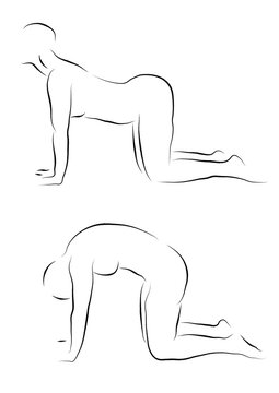 beautiful line drawing of cat cow yoga pose