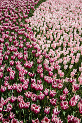 View of the pink tulip garden