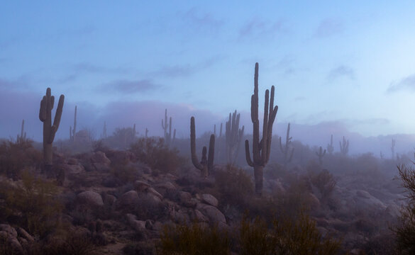 Foggy Morning Arizona Desert Landscape With Cactus Near Phoenix © Ray Redstone