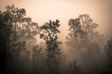 Fototapeta na wymiar misty morning in the forest