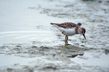 Least sandpiper (Calidris minutilla) in a mud flat at the La Segua wetlands near Chone, Ecuador