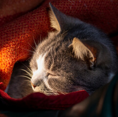 gray cat sleeping under a blanket