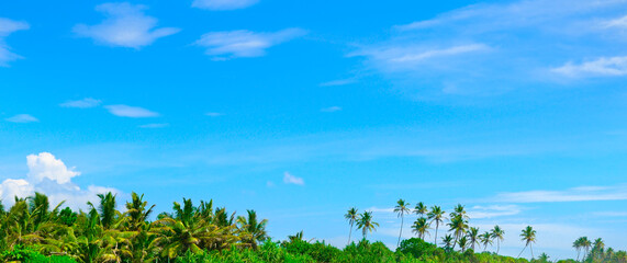 Palm trees and other tropical plants on a blue sky background. Wide photo.