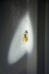 Web spider with cocoon in a white house corner in the light of a flashlight