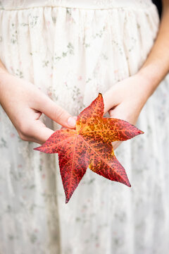 person holding a beautiful red leaf