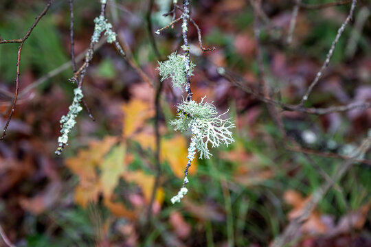 Green lichen growing on a branch, close up