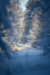 Fototapete bei efototapeten.de bestellen   