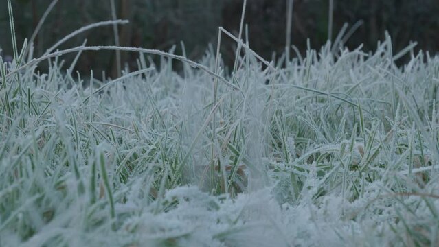 Shot of a person wearing jeans and snow boots walking through frosty grass with crunching sounds