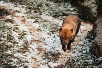 Chien des buissons des forêts tropicales dans la neige - Bush dog