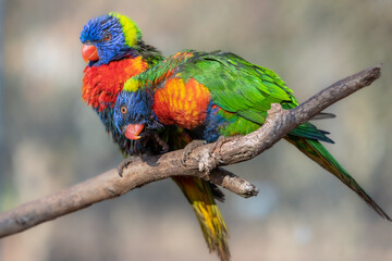 Un couple de perroquet